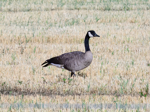 Canada Goose