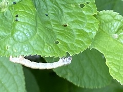 Erannis defoliaria