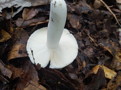 Russula perlactea
