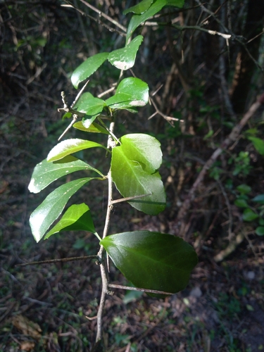 Gymnosporia nemorosa