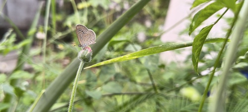 Dark Grass Blue