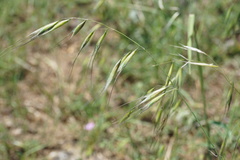 Avena clauda
