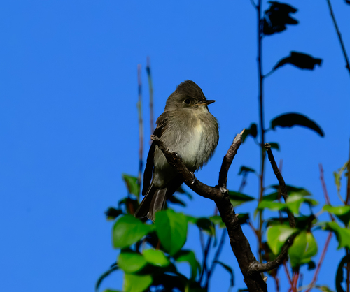 Western Wood-Pewee