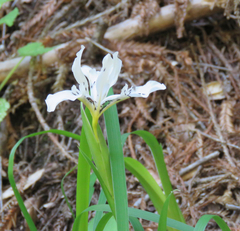 Iris fernaldii
