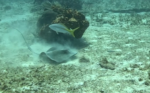 Yellowtail Snapper