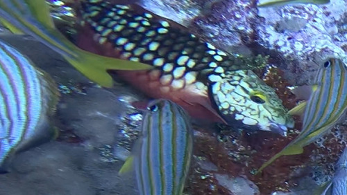 Stoplight Parrotfish