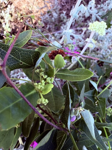 Lauridia tetragona