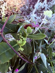 Lauridia tetragona, photograph (c) Christina, some rights reserved (CC BY)
