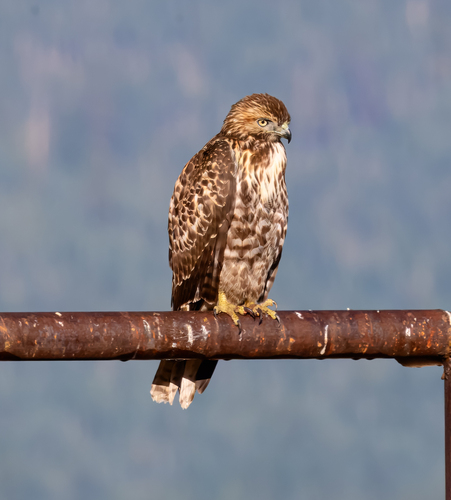 Red-tailed Hawk