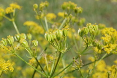 Prangos ferulacea
