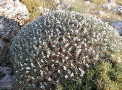 Acantholimon