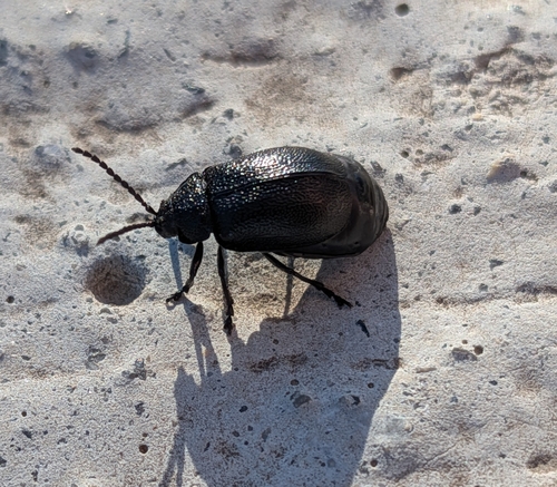 black-punctured leaf beetle