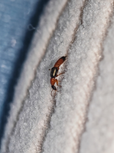 Paederus fuscipes