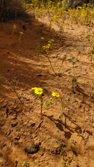 Eriophyllum wallacei