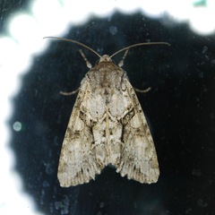 Achatia distincta