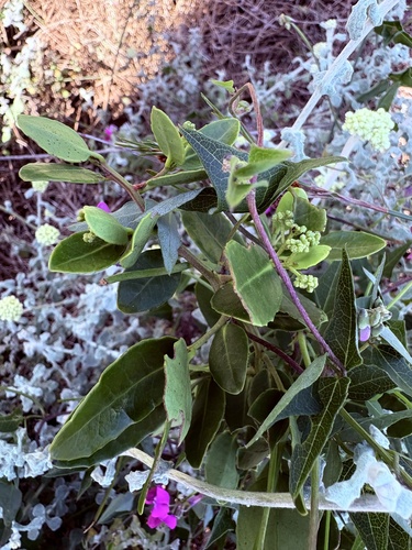 Lauridia tetragona, photograph 2