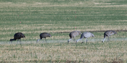 Sandhill Crane