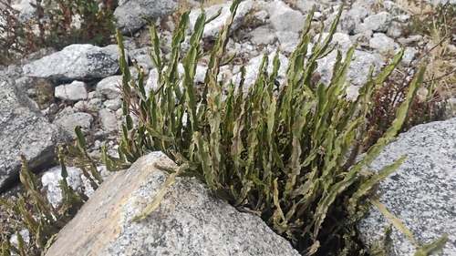 Baccharis genistelloides