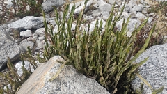 Baccharis genistelloides