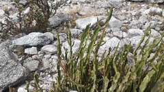 Baccharis genistelloides, photograph (c) Carlo Brescia, some rights reserved (CC BY-SA)
