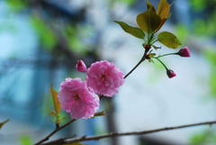 Prunus leveilleana