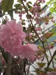 Prunus leveilleana