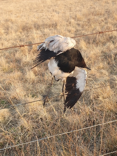 iNaturalist image