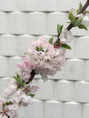 Prunus tomentosa
