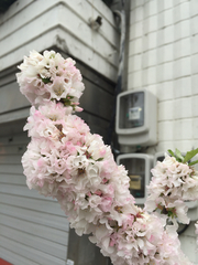 Prunus tomentosa