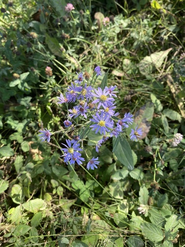 smooth blue aster