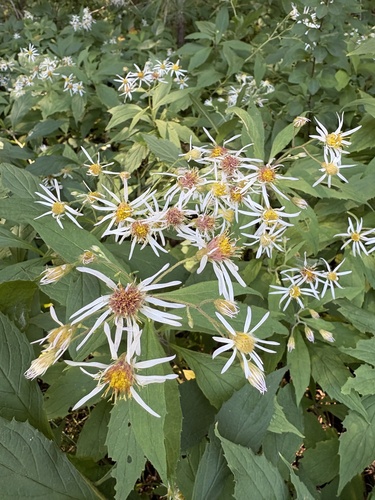 Whorled Wood Aster