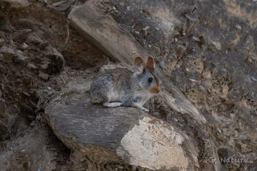 Chinese Red Pika