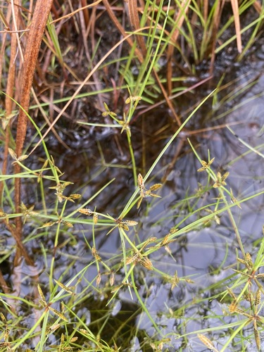 Cyperus demangei