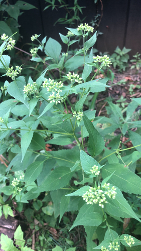 white snakeroot