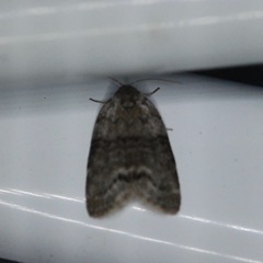 Polygrammate cadburyi