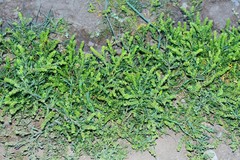 Lepidium strictum