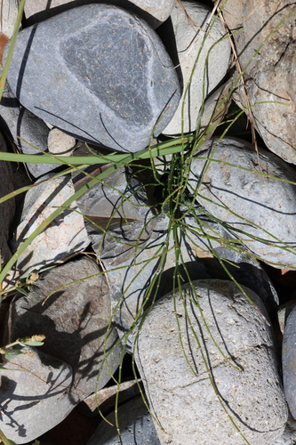 Equisetum bogotense, photograph 4