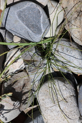 (c) Grzegorz Grzejszczak, some rights reserved (CC BY-SA) Equisetum bogotense, photograph (c) Grzegorz Grzejszczak, some rights reserved (CC BY-SA)