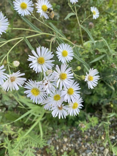 panicled aster