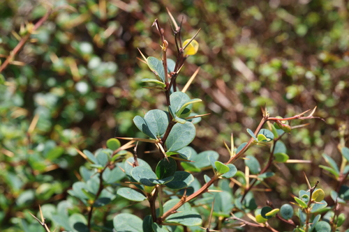 Berberis microphylla