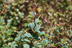 Berberis microphylla