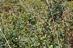 Berberis microphylla, photograph (c) Grzegorz Grzejszczak, some rights reserved (CC BY-SA)