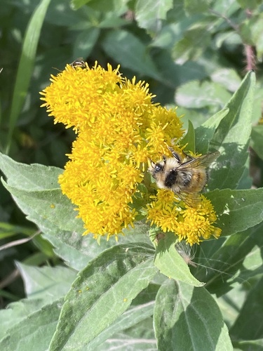 Tricolored Bumble Bee