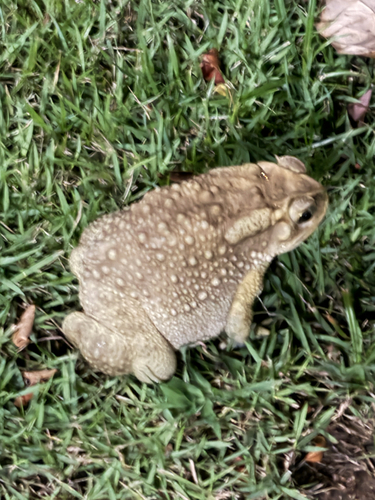 Asian Common Toad