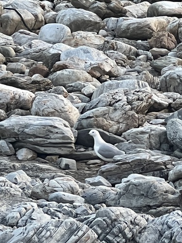 iNaturalist: (c) laurenvannoort, some rights reserved (CC BY-NC) iNaturalist image
