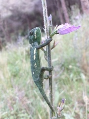 Chamaeleo chamaeleon recticrista