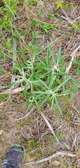Pterocaulon