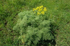 Prangos ferulacea