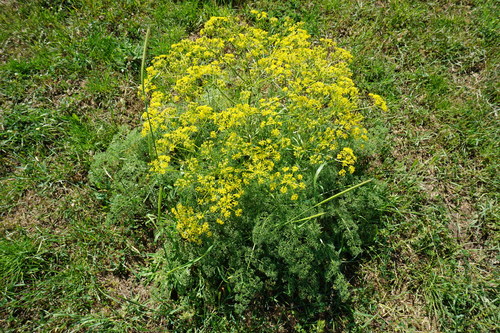 Prangos ferulacea (L.) Lindl.