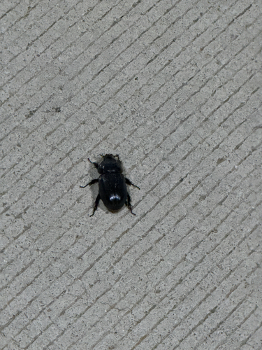 Coconut Rhinoceros Beetle